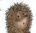 ёжик в тумане