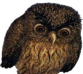 ёжик в тумане