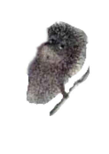 ёжик в тумане