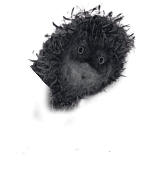 ёжик в тумане