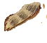 tail
